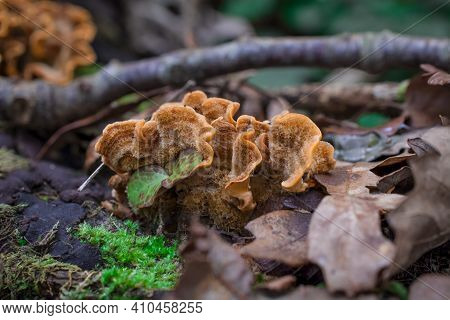 Bracket Fungi On A Tree Trunk With Green Moss In Autumn