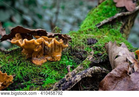 Bracket Fungi On A Tree Trunk With Green Moss In Autumn