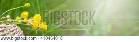 Ranunculus Repens, Creeping Buttercup, Creeping Crowfoot, Sitfast Flowers In Basket With Flowers Of 
