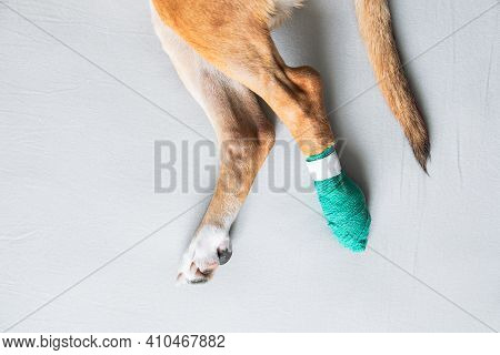Dog's Paws In A Bandage, Close-up View. Wounded Pets, Trauma, Hurt Leg Of A Puppy, Veterinary Concep