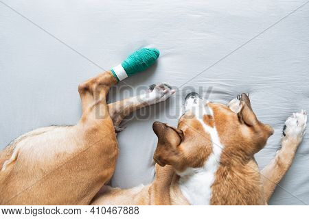 Dog With A Wounded Bandaged Paw. Vet Issues, Physical Trauma, Taking Care Of Pets At Home Concept