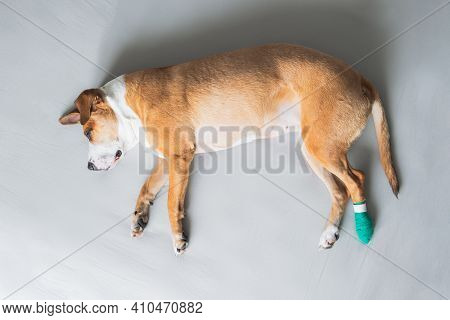 Dog Lays On The Side With Leg In Medical Bandage. Wounded Pets, Trauma, Hurt Paw, Veterinary Concept