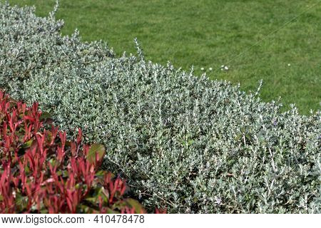 Photinia Fraseri And Shrubby Germander Bush Hedges. Red Tips Of Christmas Berry Bushes. Teucrium Fru