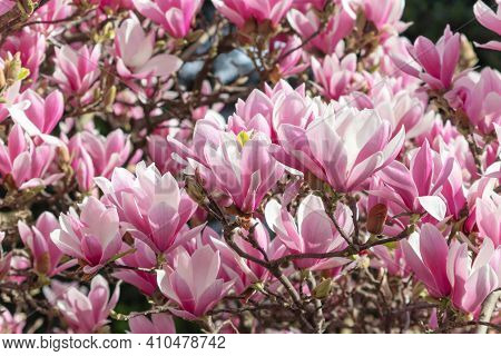 Pink Magnolia Liliiflora Flowers. Woody-orchid Tree In Full Bloom.