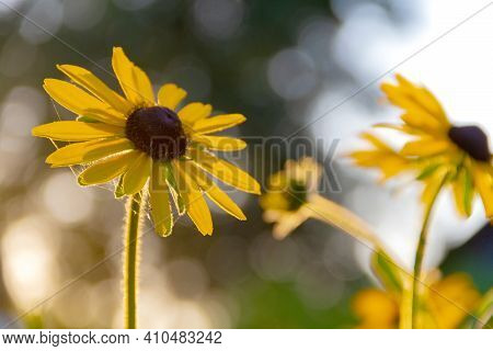 Flowers Illuminated By The Rays Of The Setting Sun