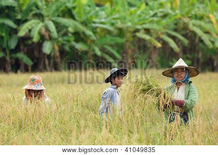 Campesinos birmanos cosechar arroz en Tailandia