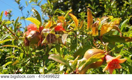 Punica Tree Or Pomegranate Tree (punica Granatum) Closeup, Nice City, France