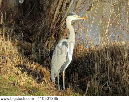 The Grey Heron Bird (ardea Cinerea), Der Graureiher Oder Fischreiher Vogel Ili Siva Čaplja In Lake A
