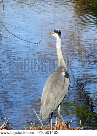 The Grey Heron Bird (ardea Cinerea), Der Graureiher Oder Fischreiher Vogel Ili Siva Čaplja In Lake A