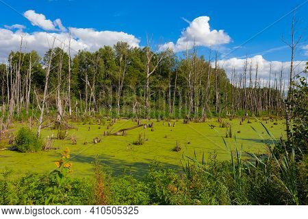 There Are Dead Trees Around The Swamp