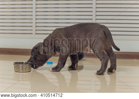 Mystified Blue American Bully Puppy Curiously Walking Forward With Its Mouth.