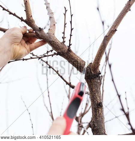 Hands With Hacksaw Prining A Fruit Garden, At Spring Time.