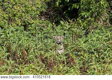 Jaguar, Panthera Onca, Is A Large Felid Species And The Only Extant Member Of The Genus Panthera Nat