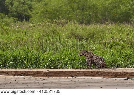 Jaguar, Panthera Onca, Is A Large Felid Species And The Only Extant Member Of The Genus Panthera Nat