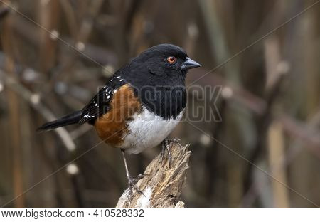 Spotted Towhee Bird At British Columbia Canada; North American