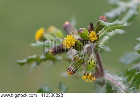 Common Groundsel (senecio Vulgaris)