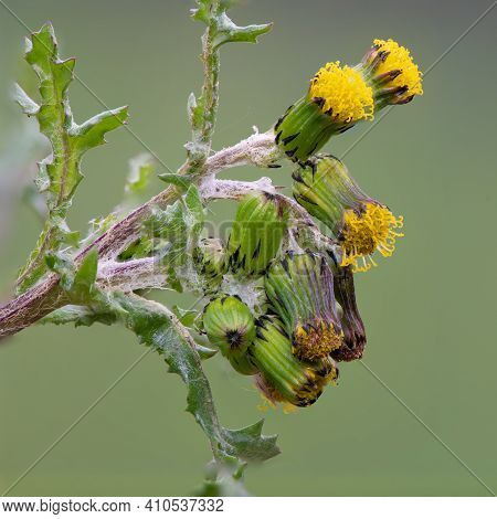 Common Groundsel (senecio Vulgaris)
