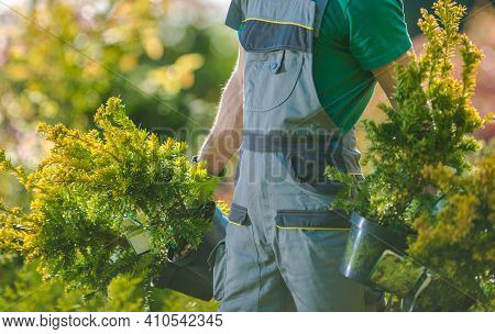 Spring Time Plants Planting. Caucasian Gardener With Two Decorative Trees In His Hands. Gardening An