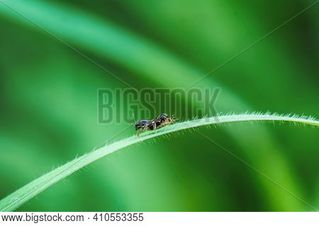 Insect On The Grass