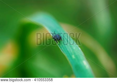 Insect On The Grass