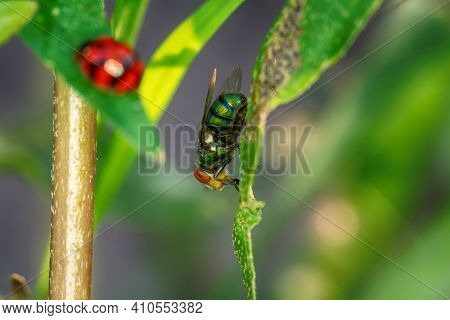Flies On The Grass
