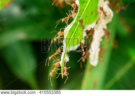 Many Ants Walking