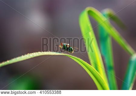 Flies On The Grass