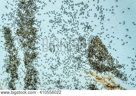 Black Ants On The Wall