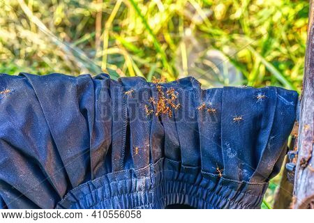 Ants Walking On Pants