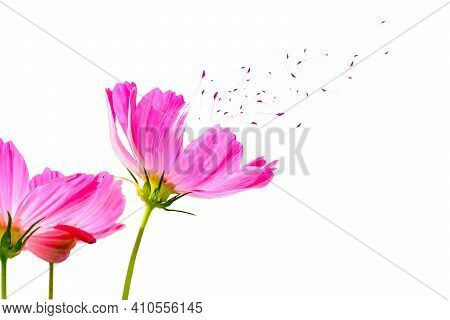 Flower And Pollen Of Flowers