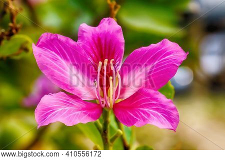 Pink Zephyranthes Grandiflora
