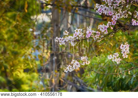 Tabebuia Rosea