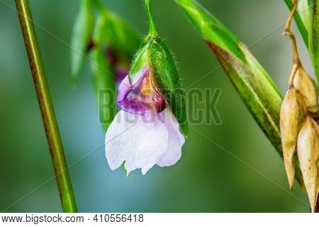 Marantaceae