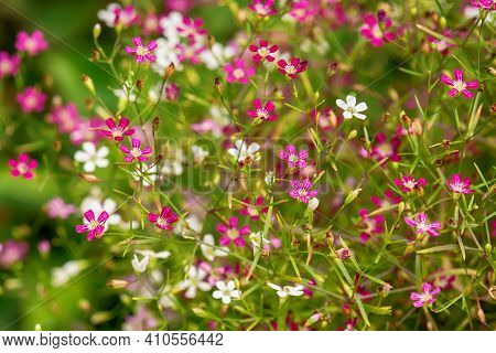 Cosmos Flower