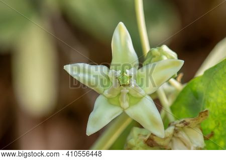 Calotropis White