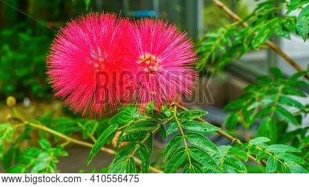 Calliandra Haematocephala