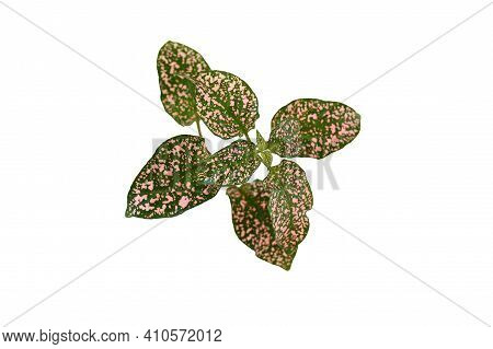 Nature ,polka Dot Plants (hypoestes Phyllostachya) On White Background Isolated And Clipping Path. H