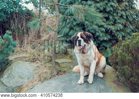 Portrait Working Breed Of Of St. Bernard Dog