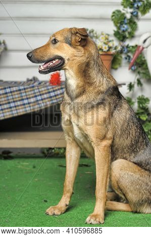 Outbred Happy Brown Dog On Green Grass