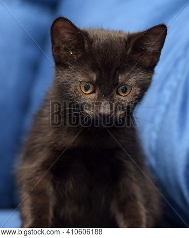 Cute Black Kitten On A Blue Background