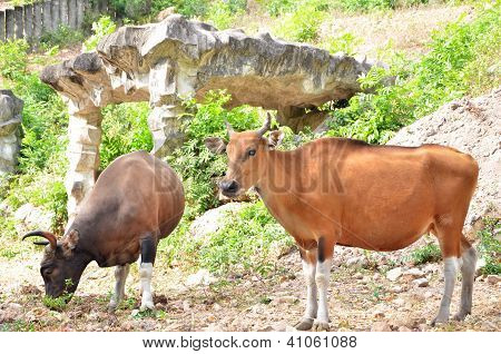 Banteng, Red Bull i regnskoven
