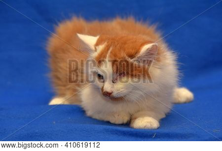 Small Red And White Kitten One-eyed Disabled