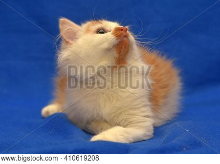 Small Red And White Kitten One-eyed Disabled