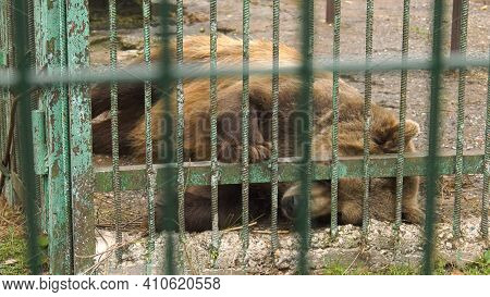 Park Of Foresters Of Bashkiria In Ufa. Bear In The Enclosure.