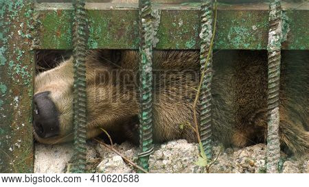 Park Of Foresters Of Bashkiria In Ufa. Bear In The Enclosure.