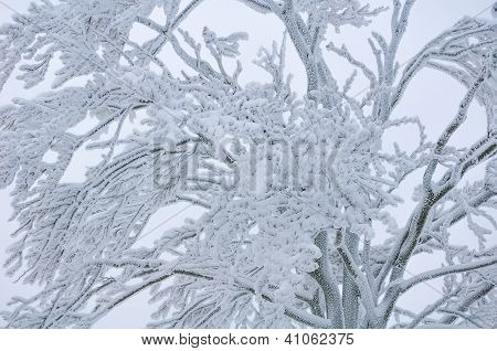 Árbol cubierto de nieve