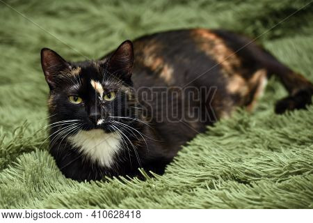 Black With Red And White Cat On A Green Background
