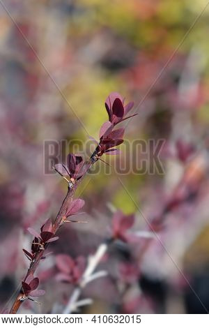 Barberry Superba - Latin Name - Berberis X Ottawensis Superba