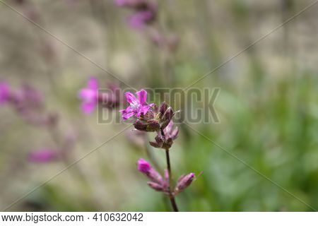 Sticky Catchfly Pink Flowers - Latin Name - Lychnis Viscaria (silene Viscaria)