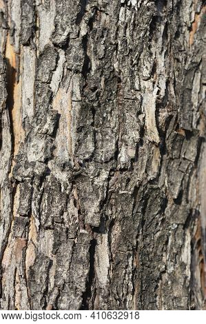 Common Hawthorn Bark Detail - Latin Name - Crataegus Monogyna